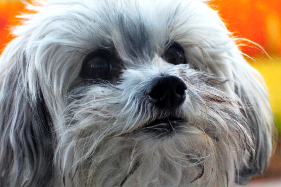 Small dog white dog