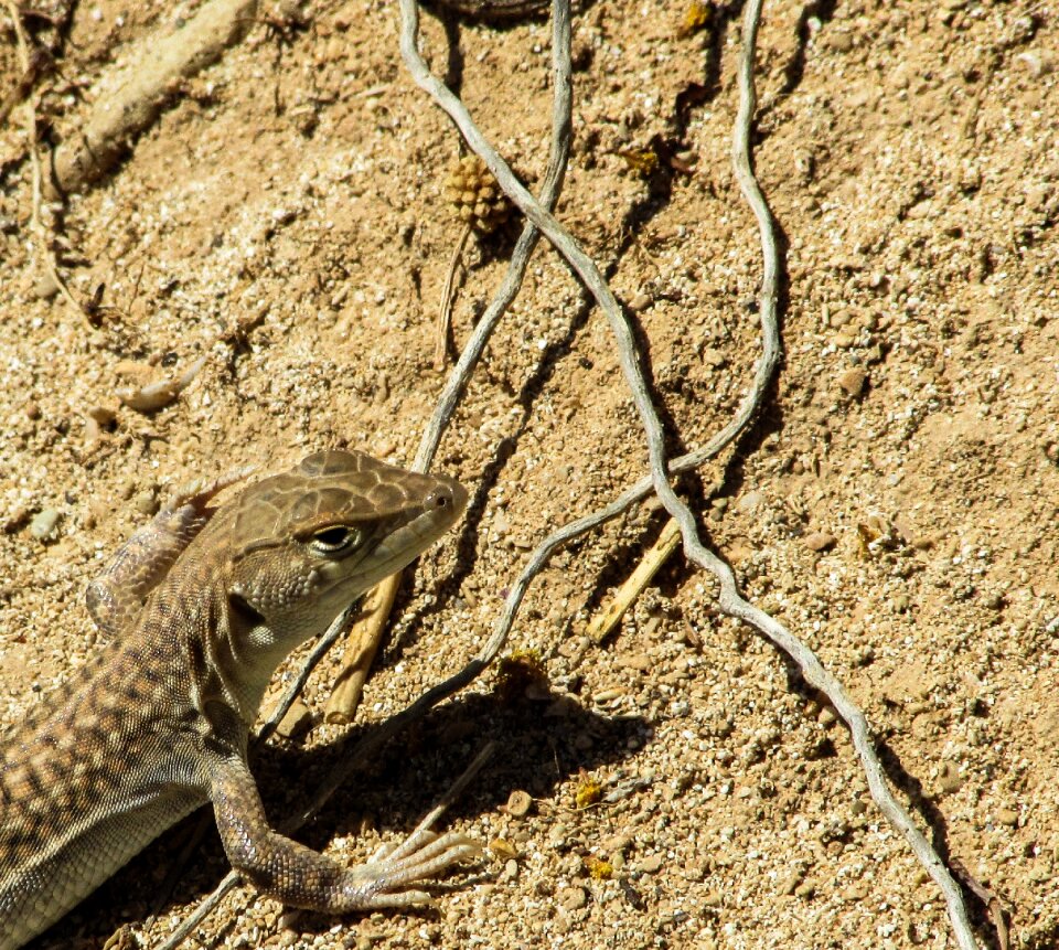 Curious reptile wildlife