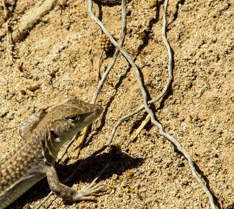 Curious reptile wildlife