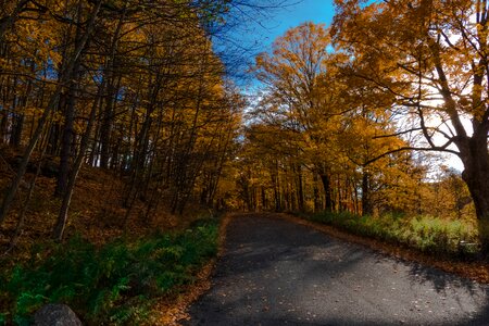 Color yellow nature photo