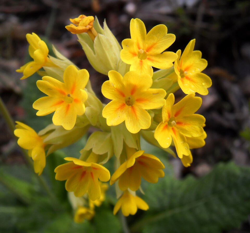 Spring flowering yellow