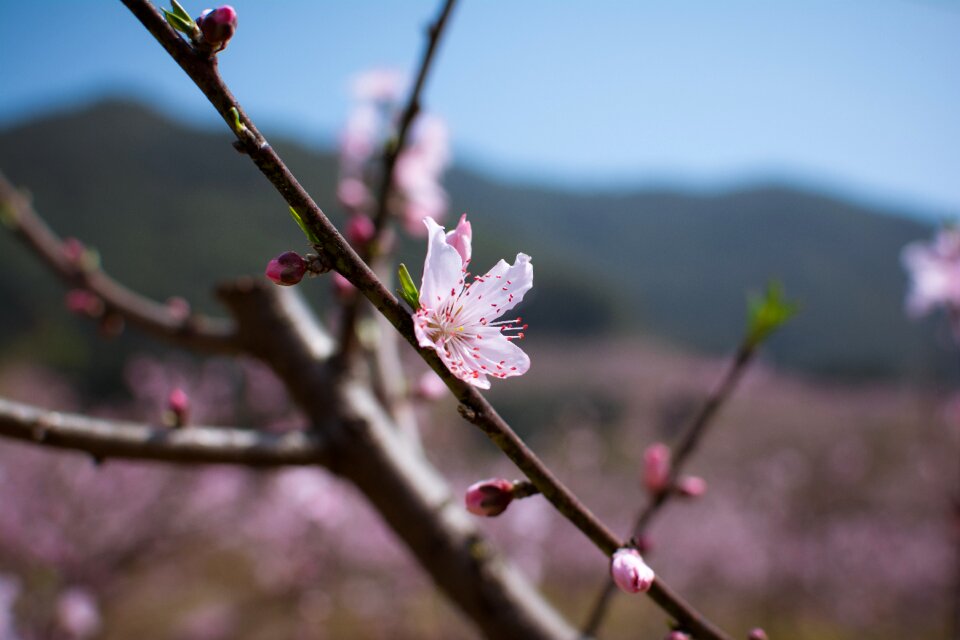 Peach blossom fenghua zhejiang