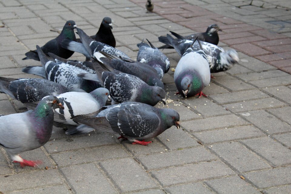 Animals animal they eat