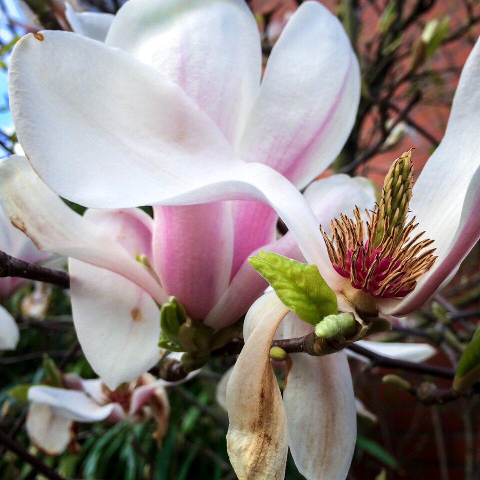 Cup spring pink photo