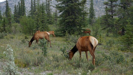 Banff wildlife mammal