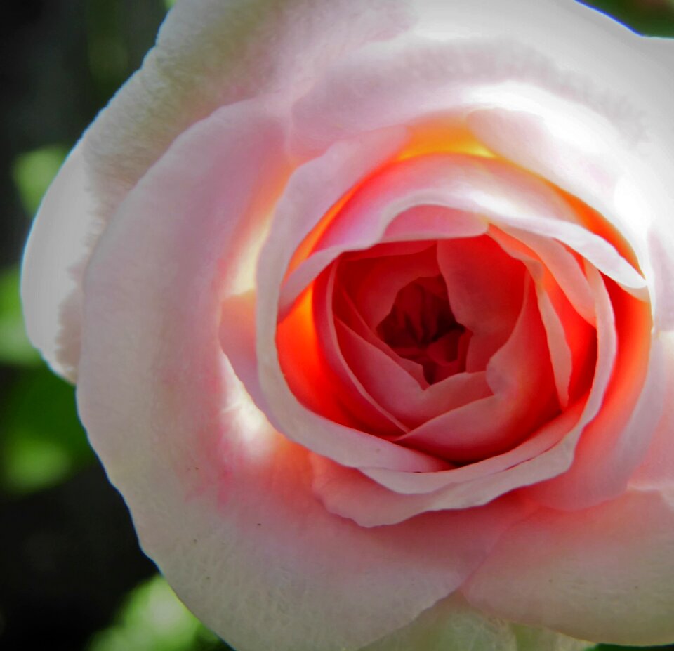 Closeup rose pink