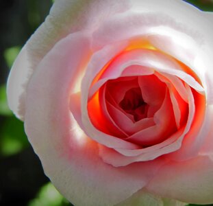 Closeup rose pink