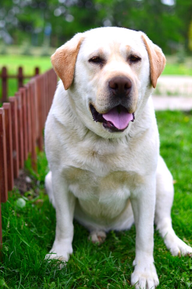Friendly nice doggy