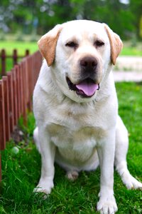 Friendly nice doggy
