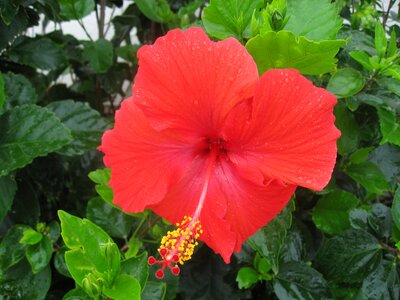 Call ishigaki island outlying islands