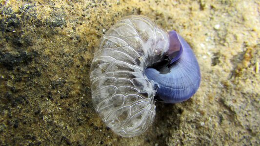 Wildlife shell blue photo