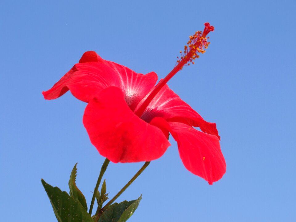 Flower red beautiful