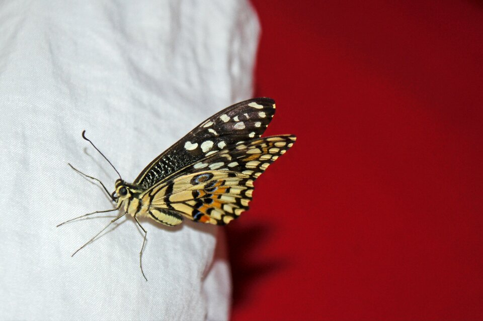 Insect wing garden