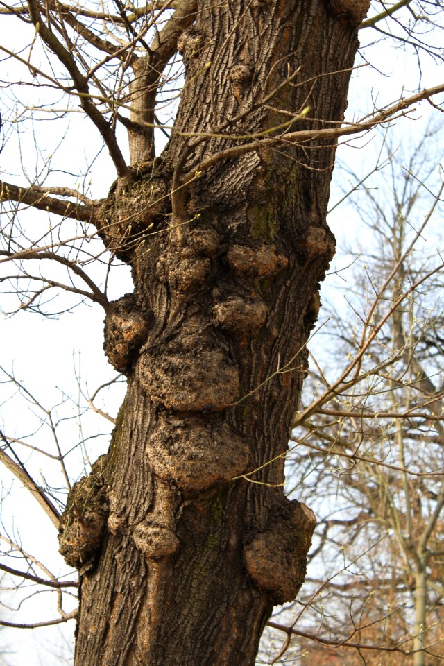 Trunk nature tree bough