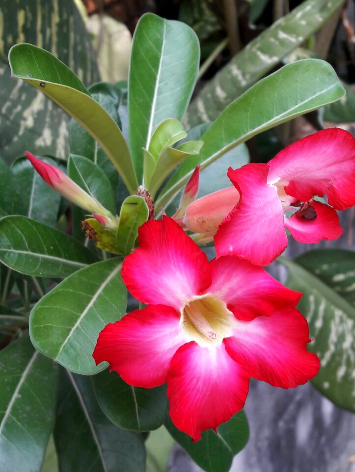 Desert rose flower red petal