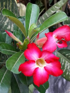 Desert rose flower red petal
