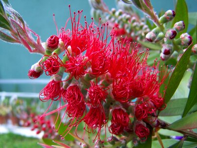 Callistemon flower red