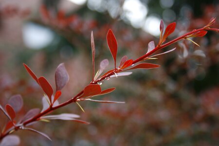 Nature garden botany