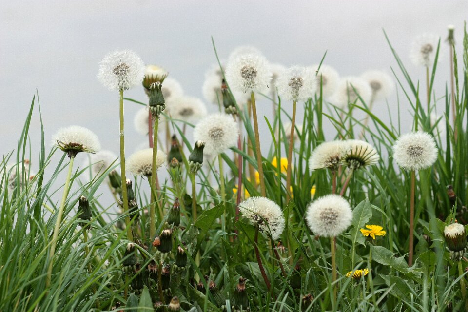 Green stars fluffy
