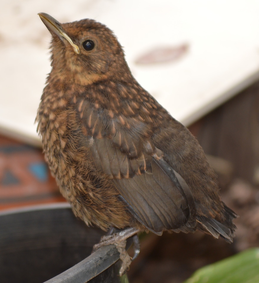 Feather wildlife beak
