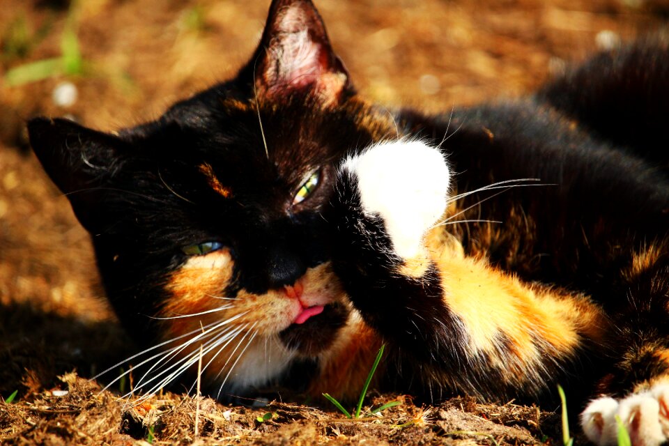 Lucky cat three coloured sun