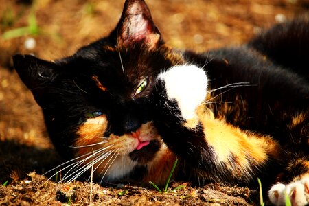 Lucky cat three coloured sun