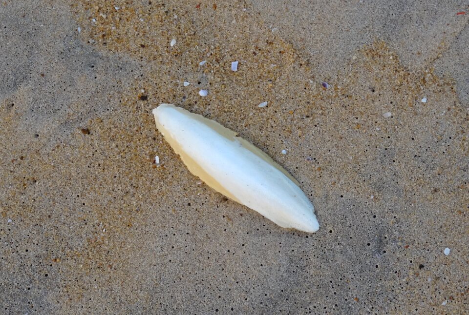 Cuttlefish marine aquatic