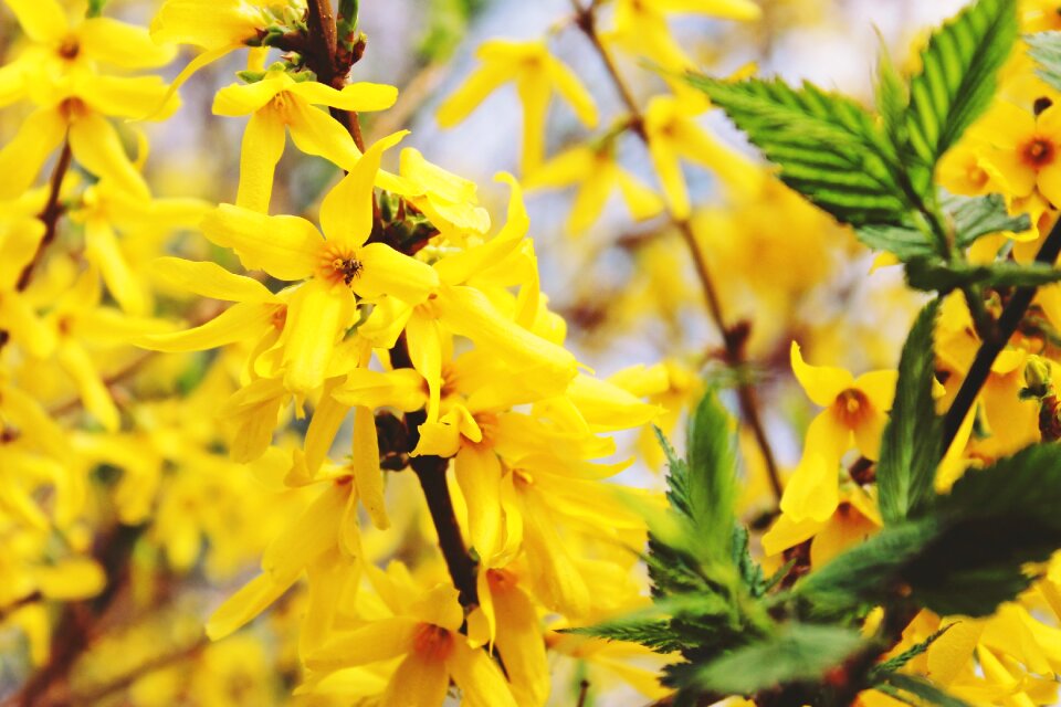 Stangeblueter forsythia hedge forsythia