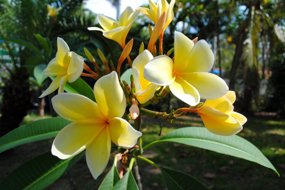 Flower tropical nature