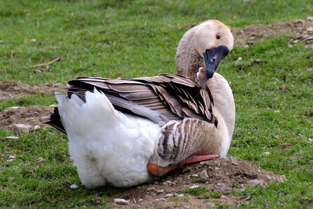 Domestic goose poultry feather photo