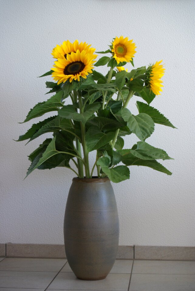Sunflower yellow flower bright