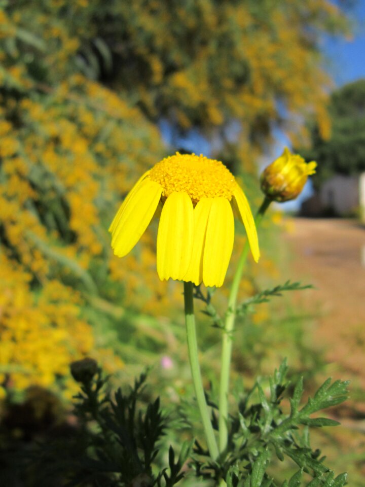 Spring yellow flower