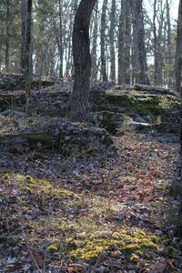 Hiking rocks moss leaves