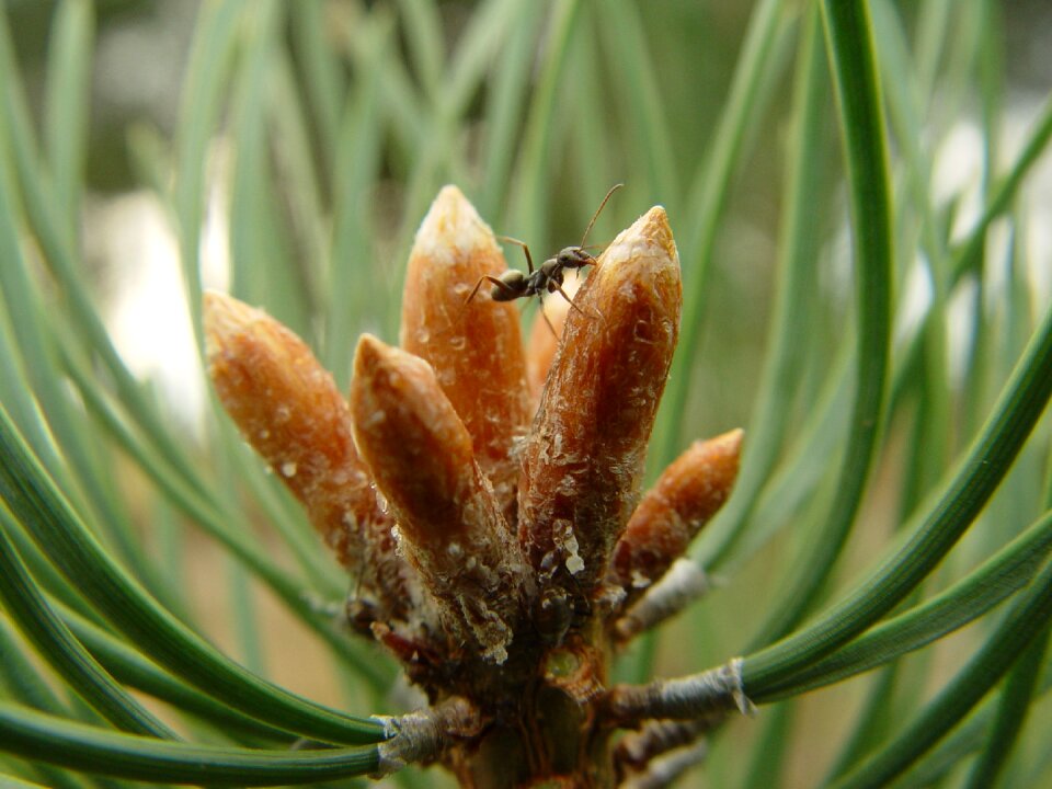 Needles ant muragha