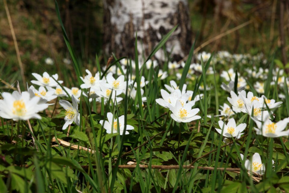 Sign of spring white flower wood anemone