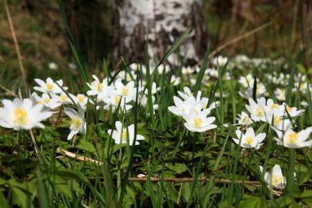 Sign of spring white flower wood anemone photo