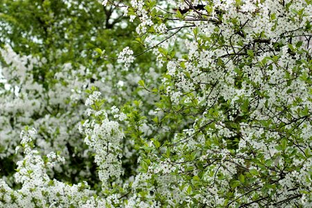 Tree spring flourished