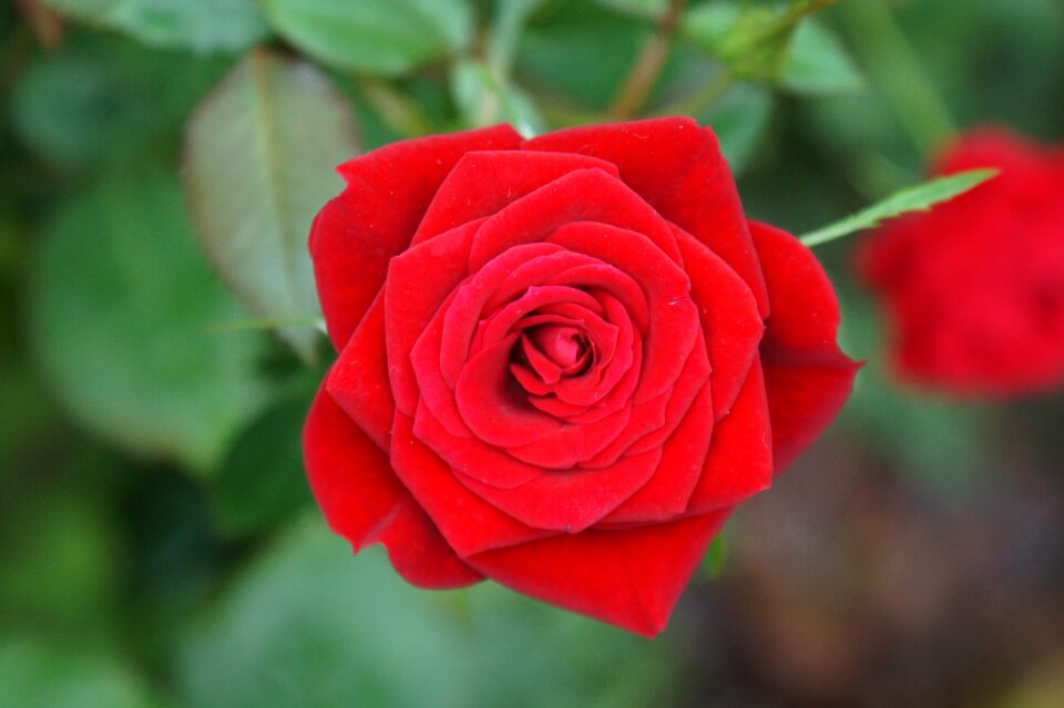 Red love romance