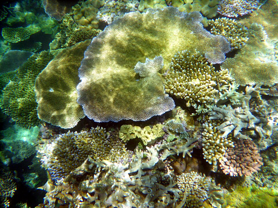Coral diving underwater world