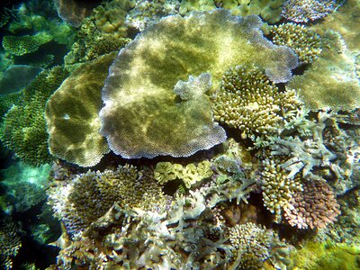Coral diving underwater world photo