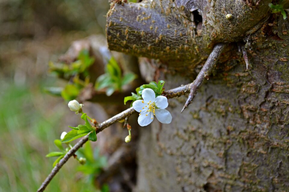 Spring nature garden