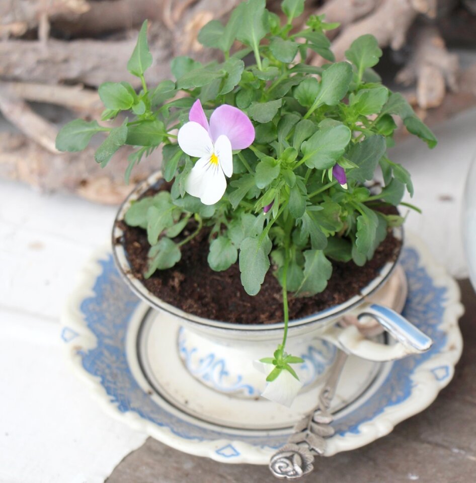 400–500 garden coffee cup