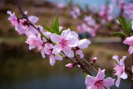 Peach blossom spring pink photo