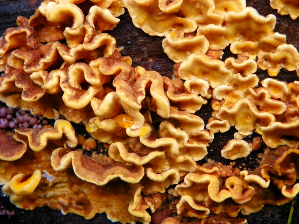 Mushroom forest nature