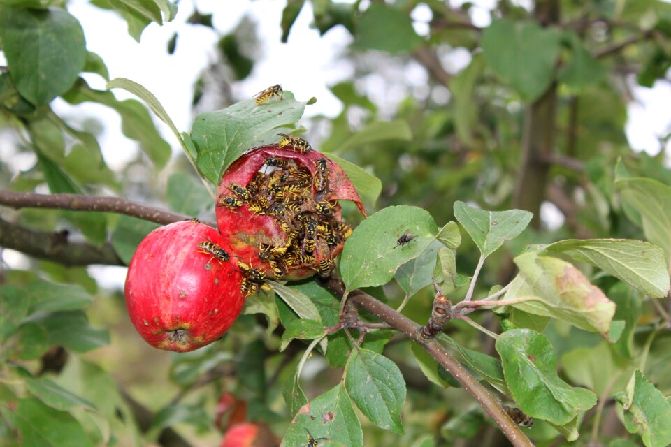 Wasp apple apple tree