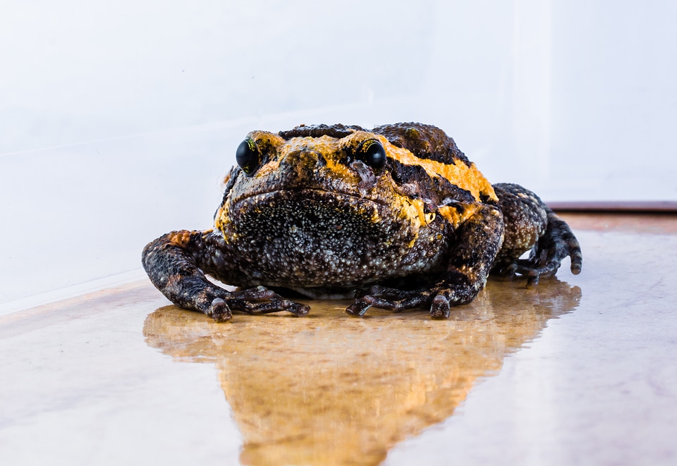 Anuran frog amphibians