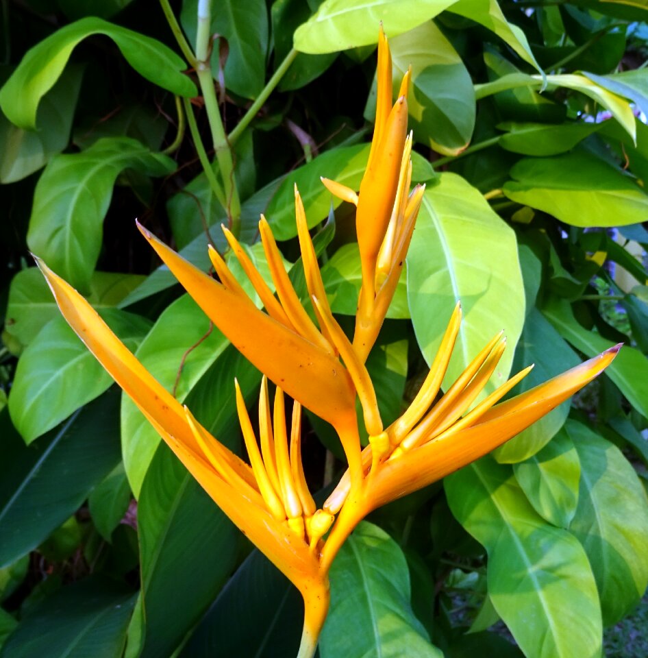 Heliconia psittacorum spathocircinata heliconiaceae