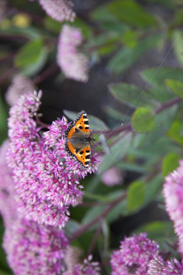 Schoenmakertje nature purple