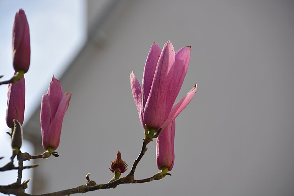 Nature flowering botany