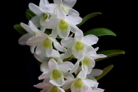 Love the name pockets plant varieties seokgok seoyangran